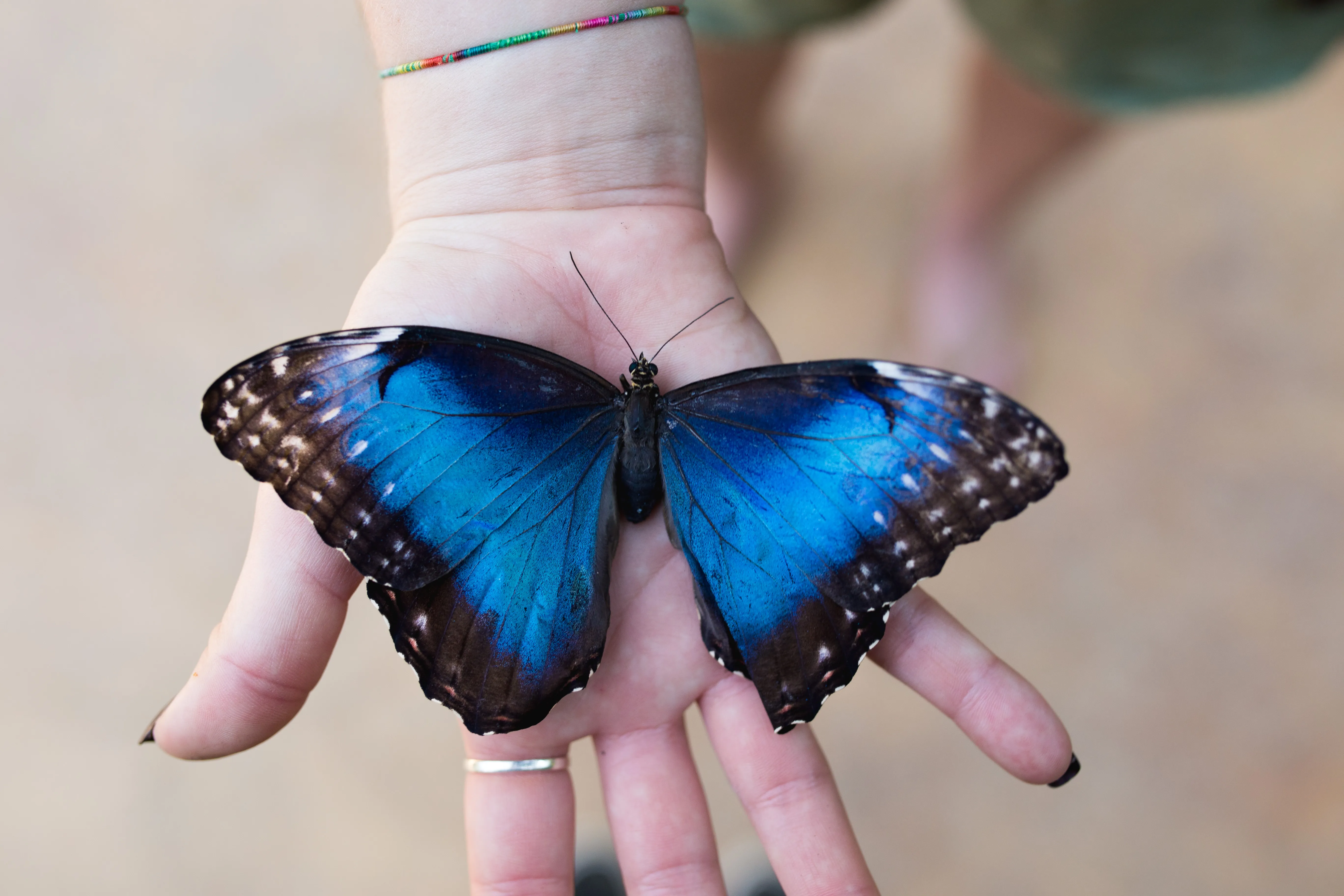 Butterfly and bird observatory experience