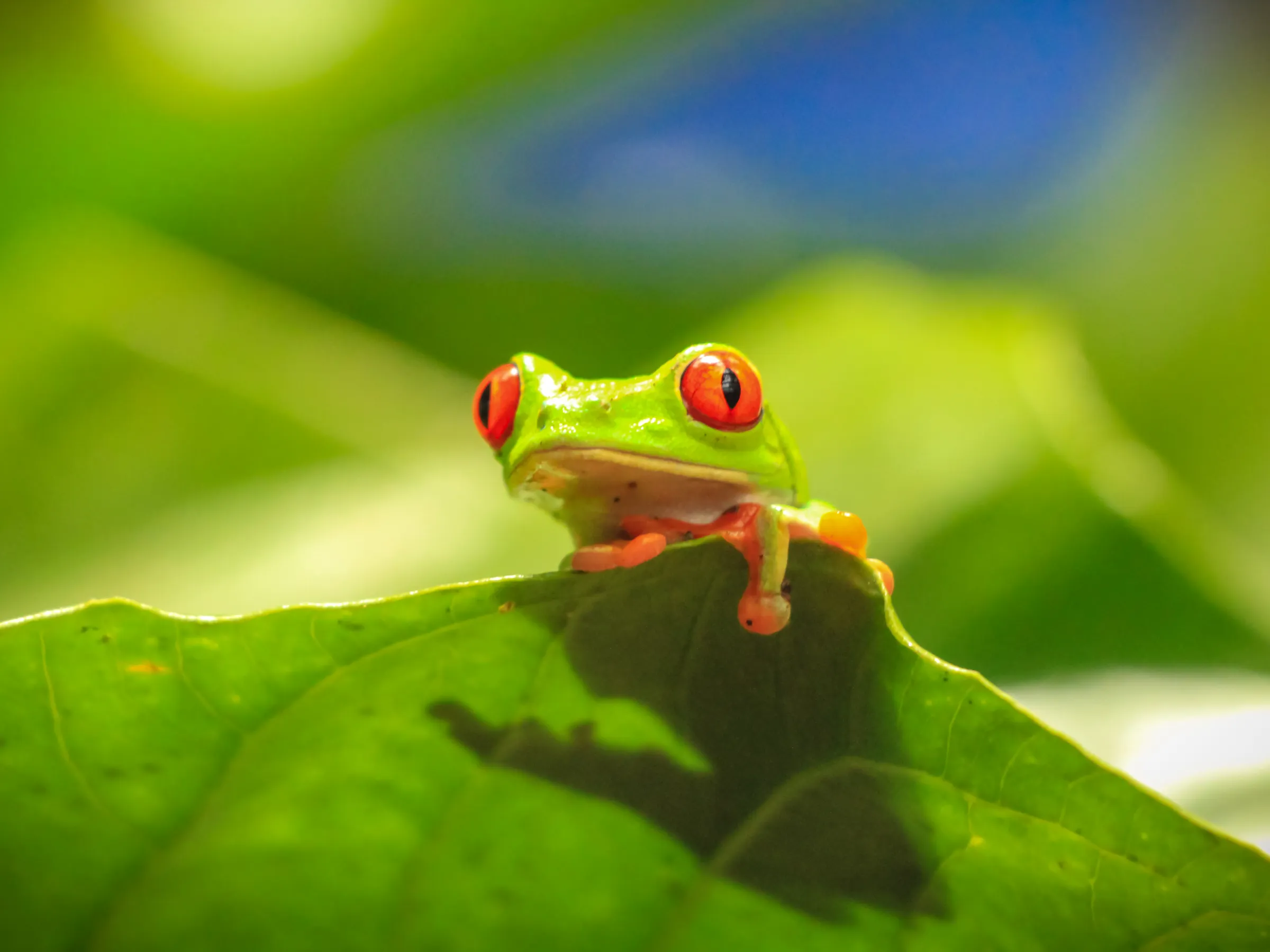 Frogs Animal Sanctuary