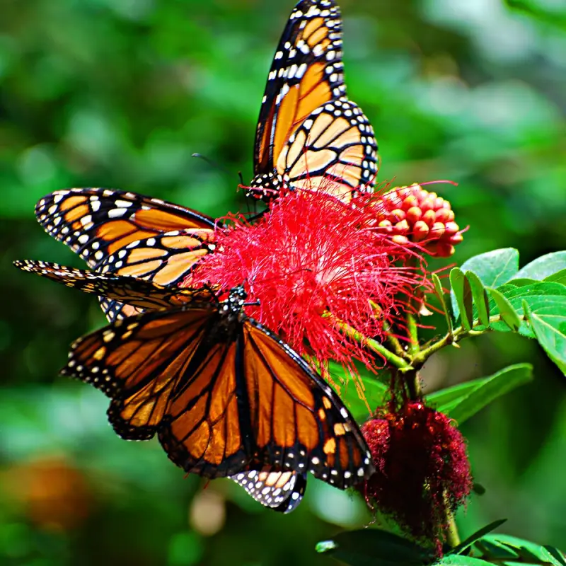 Butterflies