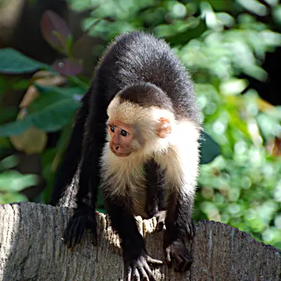 A small monkey on a tree branch