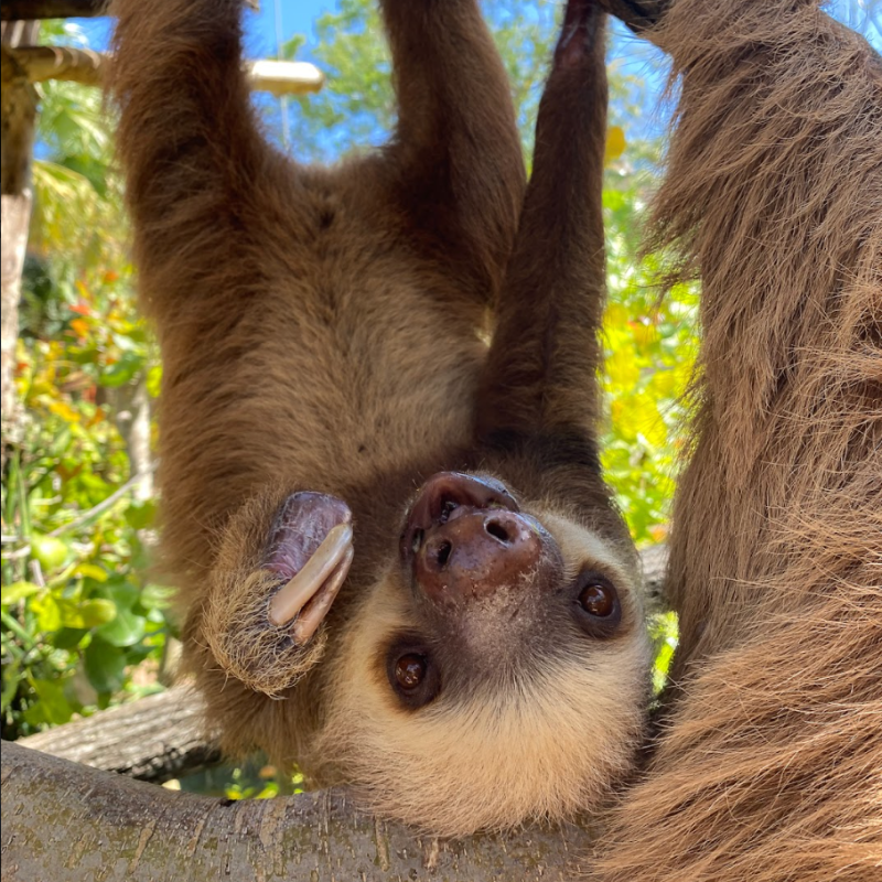 Mia, the sloth
