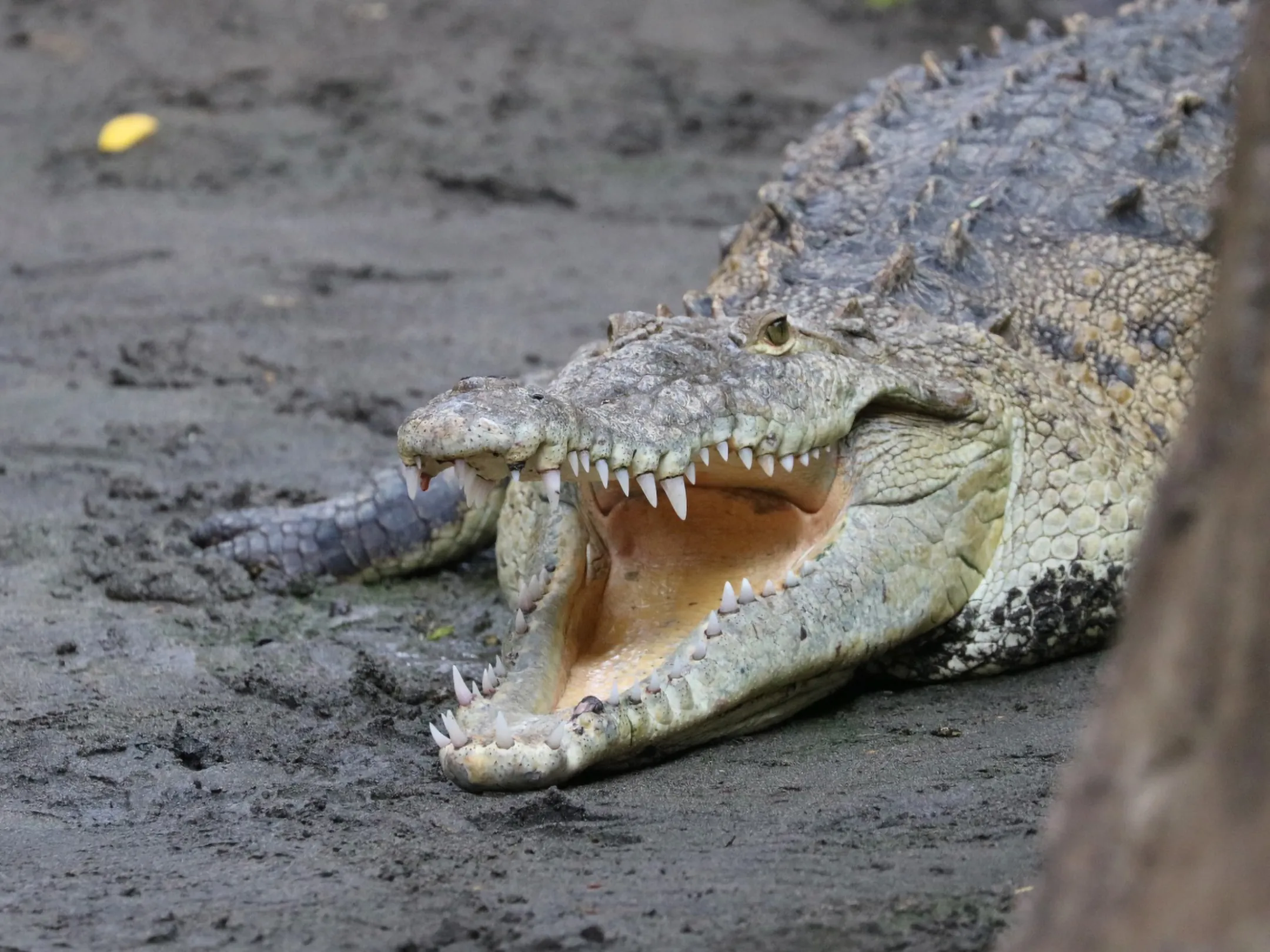 crocodile picture