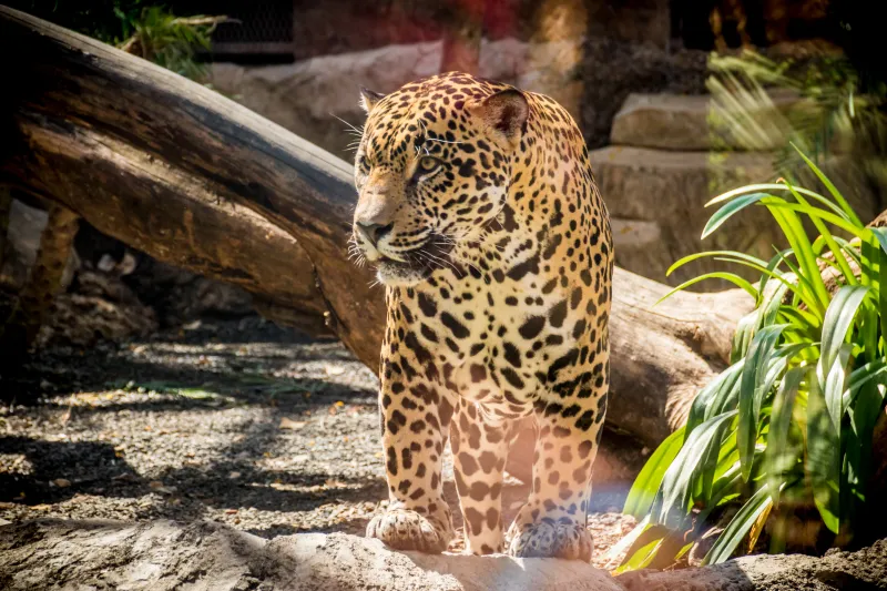 a cat sitting on top of a leopard
