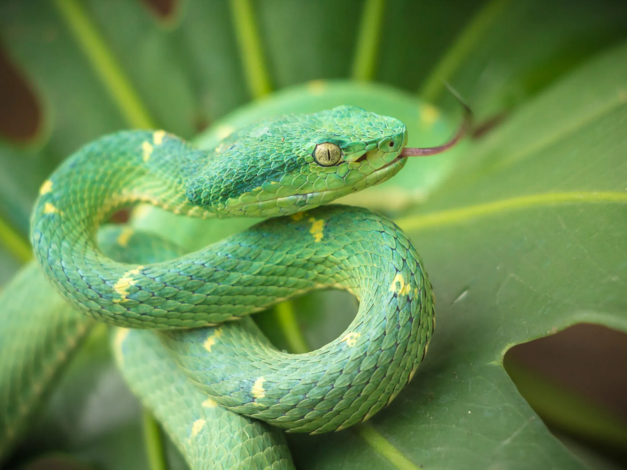 Lora snake