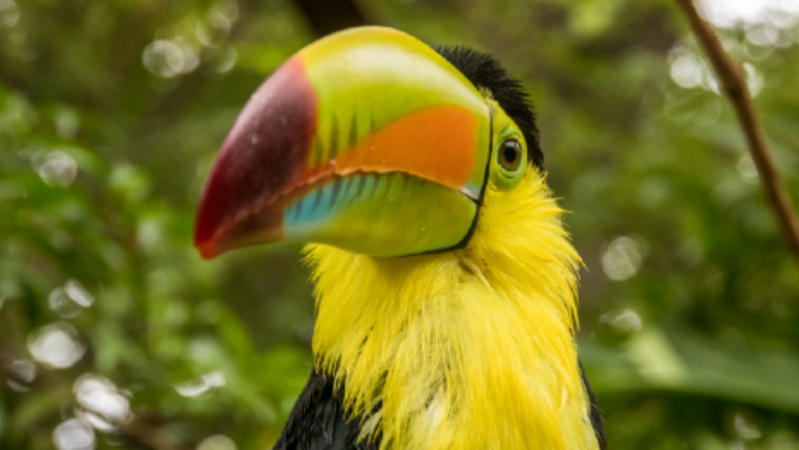 toucan picture