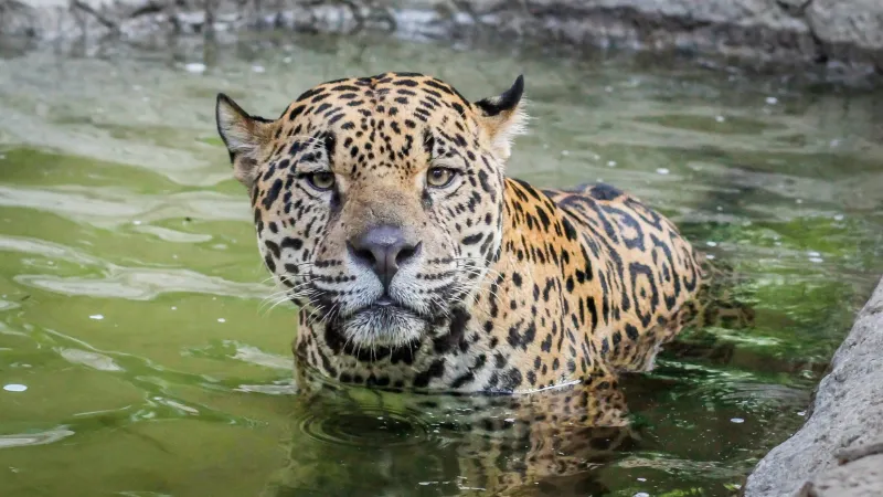 a cat swimming in a body of water